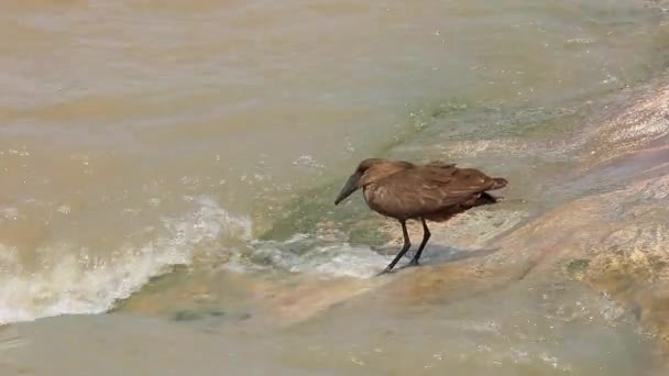 Uniek Uitziende Hamerkop Vogel Staat Snel Water Zoekt Naar Vis — Stockvideo