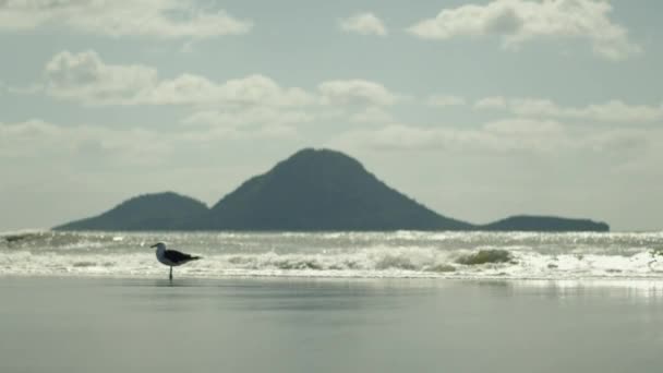 Gaviota Coastlands Beach Whakatane Nueva Zelanda Moutohora Island Segundo Plano — Vídeos de Stock