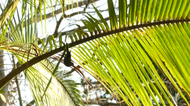Kleiner Vogel Der Einem Ast Hängt Und Gamboa Rainforest Reserve — Stockvideo