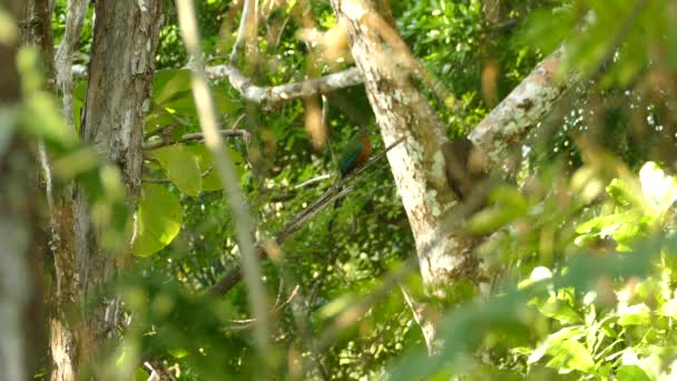 Bela Blue Crowned Motmot Pássaro Balançando Cauda Galho Árvore — Vídeo de Stock