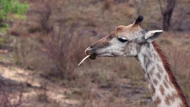 Girafa Perfil Molhada Chuva Recente Mastiga Osso Para Nutrientes — Vídeo de Stock
