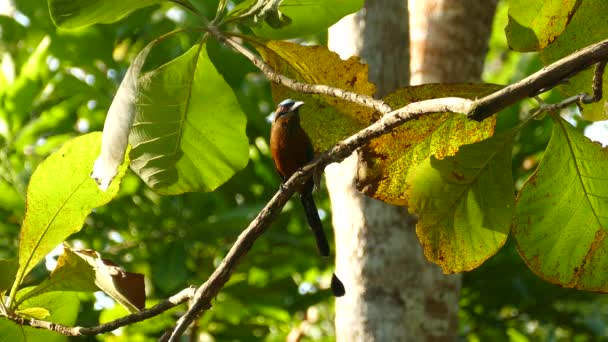 Blue Crowned Motmot Fågel Står Trädgren Och Flyttar Sin Svans — Stockvideo