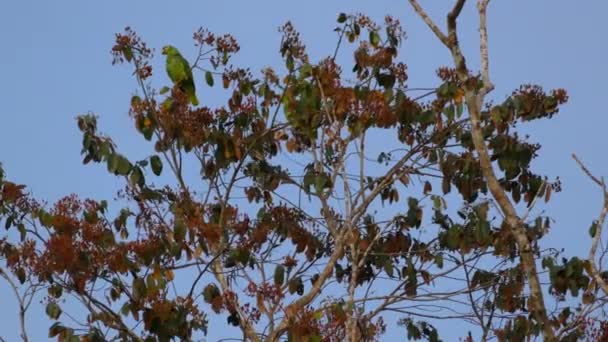 Par Röd Lored Papegojor Ovanpå Ett Träd Gamboa Rainforest Reserve — Stockvideo