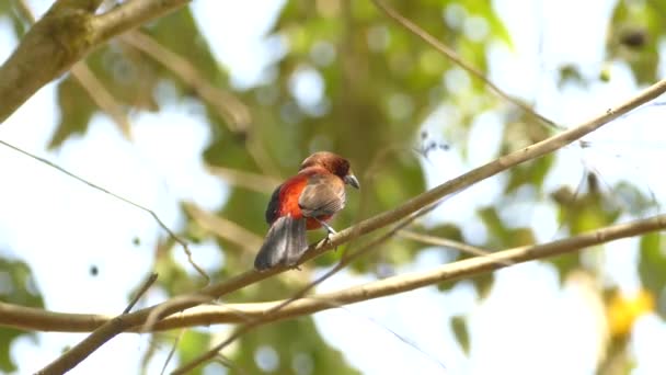 Pássaro Vermelho Preto Reserva Floresta Tropical Gamboa Panamá Tiro Médio — Vídeo de Stock