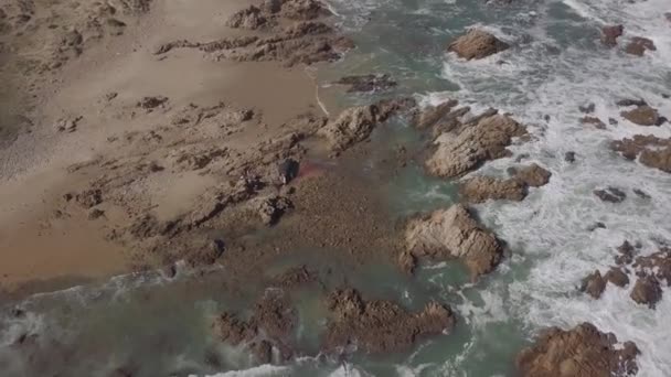 Rocky Shore Aerial Shows Humpback Whale Carcass Washed Beach — Stok Video