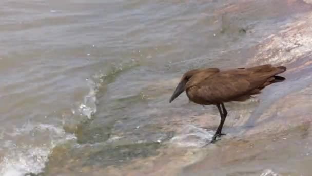 Prehistorisch Ogende Hamerkop Waadvogel Staat Stroomversnellingen Jagen Vis — Stockvideo