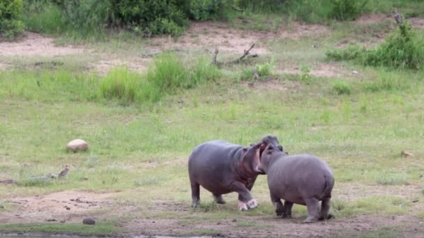 Two Young Hippos Learn Dominance Submission Kruger — Stock Video