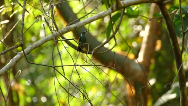 Beija Flor Sentado Numa Árvore Voando Para Longe Trochilidae — Vídeo de Stock
