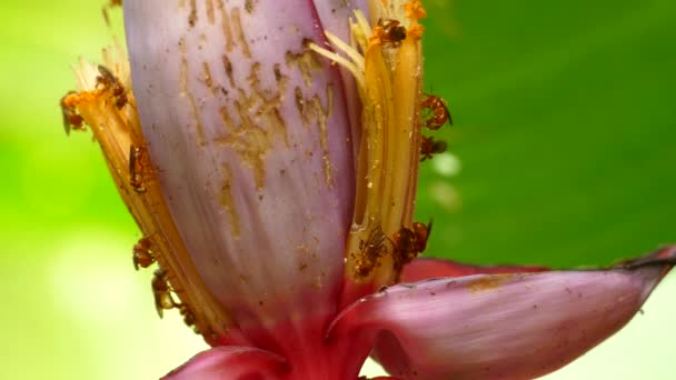 Small Bees Sitting Working Banana Blossom Flower Close Small Insects — Stock video