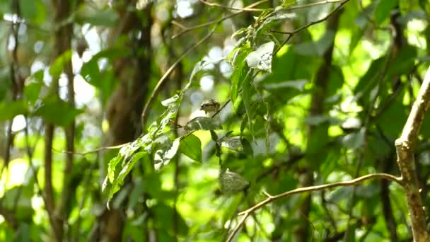 Маленький Птах Дрімає Гілці Дерева Літає — стокове відео