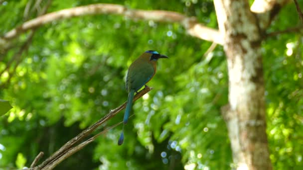 Motmot Con Cappuccio Blu Colibrì Volante Nella Riserva Della Foresta — Video Stock