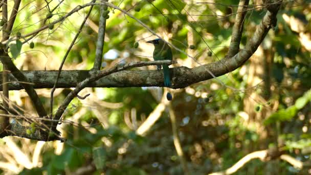 Motmot Azul Tampado Gamboa Rainforest Reserve Panamá Tiro Médio Estático — Vídeo de Stock