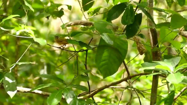 小さな鳥が木の枝に立って美しい緑の風景の中を飛んで — ストック動画