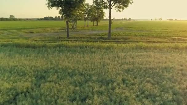 Scenic View Flowering Evergreen Meadows Landschap Tijdens Zonsopgang Laag Luchtafweergeschut — Stockvideo