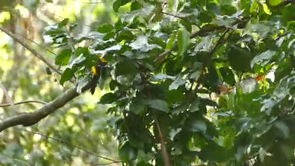 パナマの熱帯雨林で 木の枝を通して食べ物を探しているカラフルなエキゾチックな鳥 — ストック動画