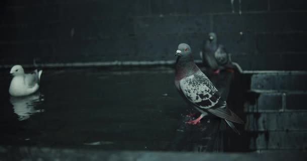 Palomas Gaviotas Fuente Ciudad Pájaros Agua Sobre Fondo Piedra Negra — Vídeos de Stock