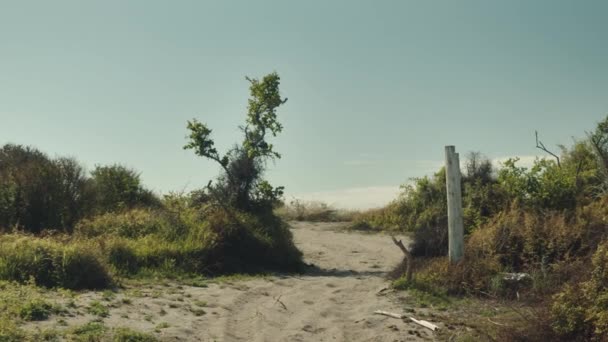 Piaszczysta Ścieżka Plażę Wśród Krzewów Czystym Błękitnym Niebie Nowa Zelandia — Wideo stockowe