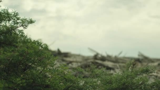 Plante Verdoyante Pile Bois Flotté Sur Sable Ciel Pastel Esthétique — Video