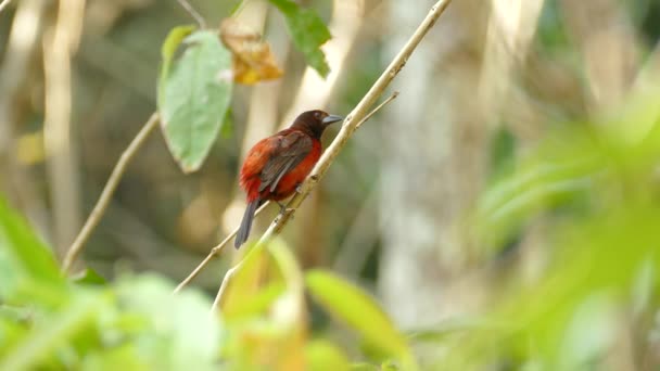 Seekor Burung Kecil Merah Dan Hitam Cagar Alam Hutan Hujan — Stok Video