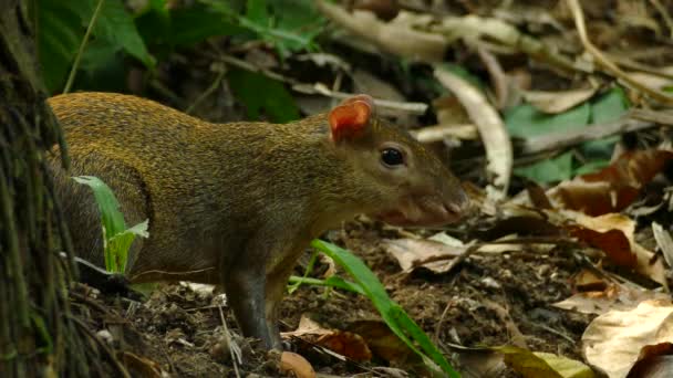 パナマのガンボア熱帯雨林保護区の若いカピバラ — ストック動画