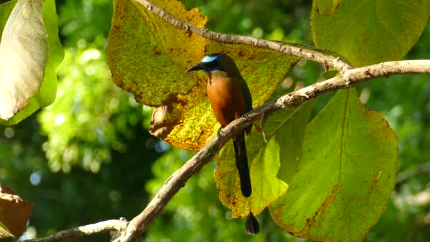 Motmot Bermahkota Biru Momotus Momota Panama Seorang Individu Bertengger Cabang — Stok Video