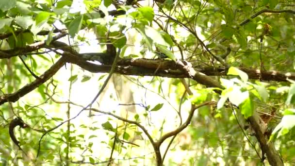 Egy Madár Alig Látott Belül Vastag Levelek Erdőben Csipkedő Egy — Stock videók