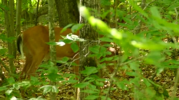 Colpo Frontale Simpatico Cervo Adulto Cervo Bambino Nella Foresta — Video Stock