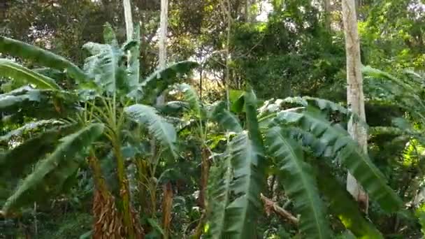 파나마 열대림에서 바람에 나부끼며 특이하고 야자나무 — 비디오