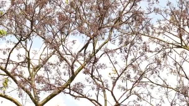 Branches Arbres Déplaçant Dans Vent Avec Des Oiseaux Volant Autour — Video