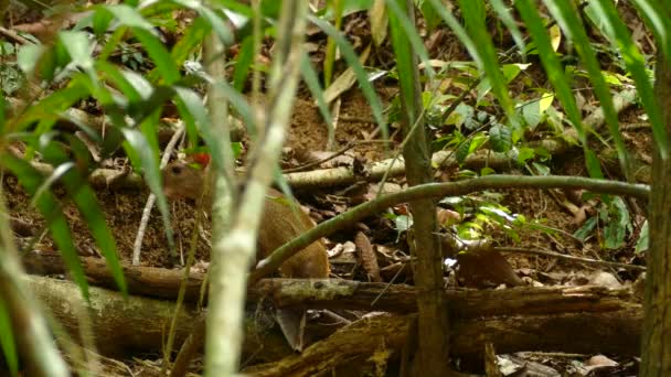 一只棕色的成年阿古提 啮齿类动物 在巴拿马热带森林里四处张望 — 图库视频影像