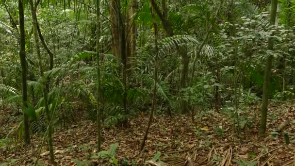 Пышная Зеленая Листва Заповеднике Тропических Лесов Гамбоа Панама Широкий Наклон — стоковое видео
