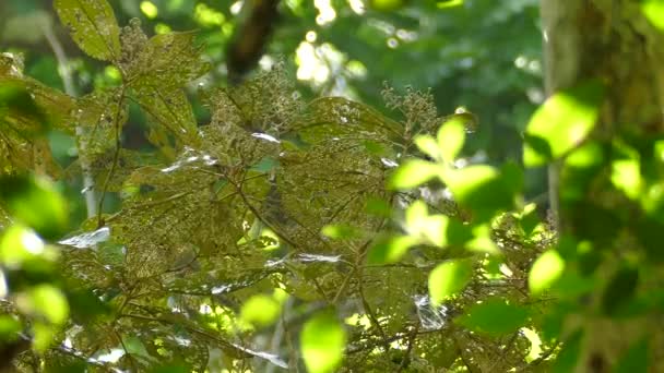 Тропічні Пейзажі Джунглів Маленьким Птахом Листі Дерева — стокове відео