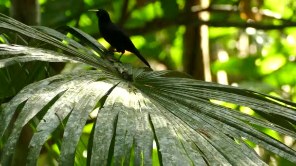 Kleiner Schwarzer Vogel Steht Auf Einem Großen Baumblatt Dschungel Und — Stockvideo