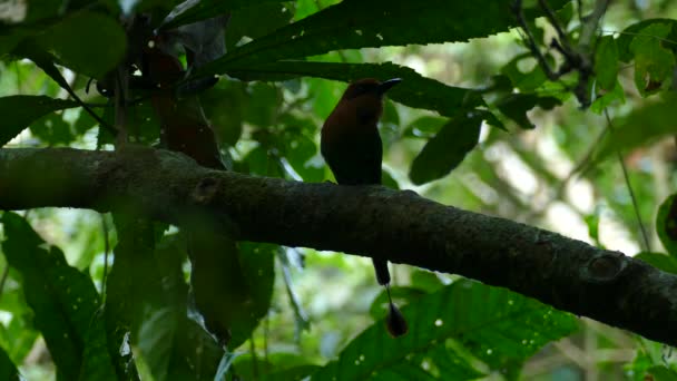 Seekor Burung Kecil Dalam Bayang Bayang Gamboa Rainforest Reserve Panama — Stok Video