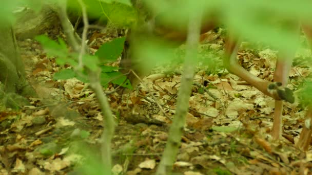 Cervos Castanhos Olhando Volta Deitando Chão Com Orelhas Batendo Natureza — Vídeo de Stock
