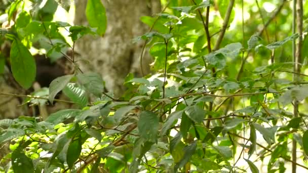 Ein Vogel Auf Nahrungssuche Laubblättern Und Dicken Blättern Wald Panama — Stockvideo