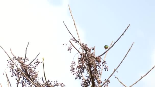 パナマの森の木の枝から飛び回っている明るい緑のエキゾチックな鳥 — ストック動画