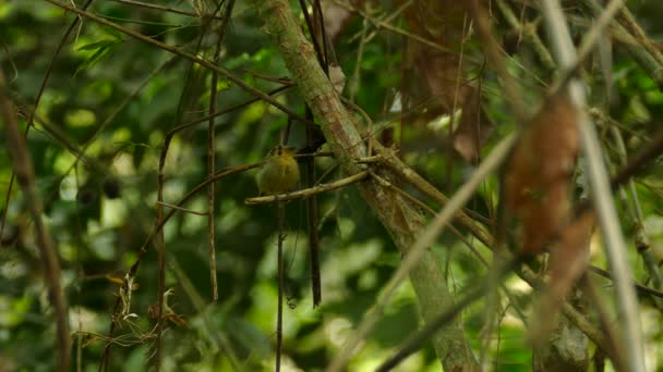 Een Vogel Neergestreken Een Tak Gamboa Rainforest Reserve Panama Statisch — Stockvideo