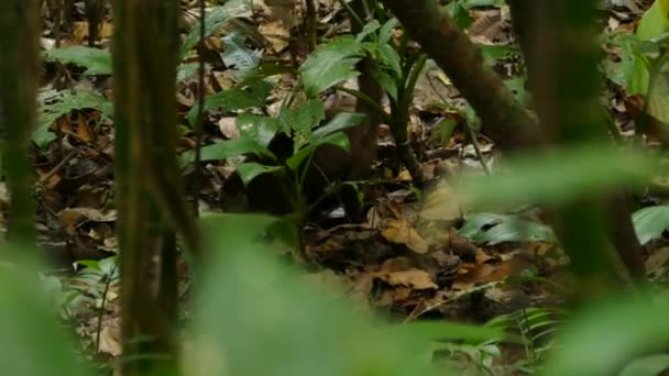 Coati Busca Comida Gamboa Rainforest Reserve Panamá Rastreando Tiro Medio — Vídeos de Stock