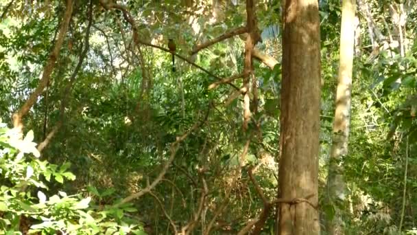 Motmot Azul Coroado Momotus Momota Panamá Tiro Inclinação Fundo Árvore — Vídeo de Stock