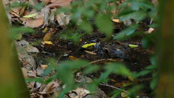 Маленькая Птичка Ищущая Пищу Заповеднике Тропических Лесов Гамбоа Панама Статичная — стоковое видео