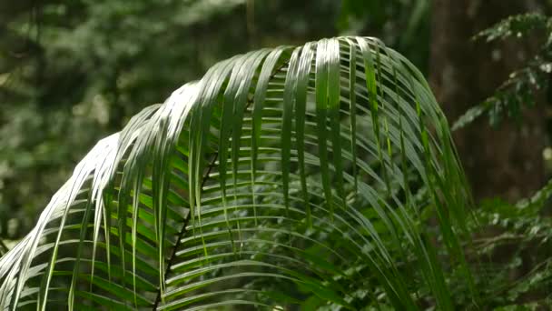 Blätter Einer Pflanze Gamboa Rainforest Reserve Panama Statische Nahaufnahme — Stockvideo
