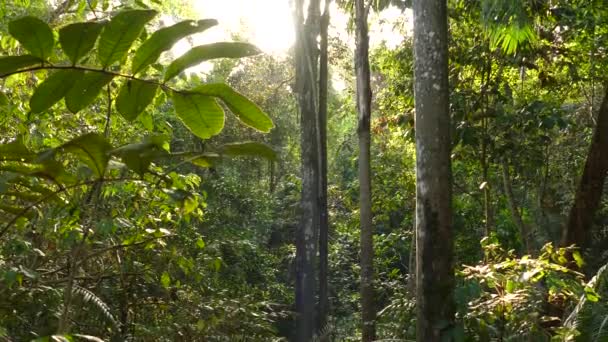 Árvores Selva Gamboa Rainforest Reserve Panamá Ampla Inclinação Para Cima — Vídeo de Stock