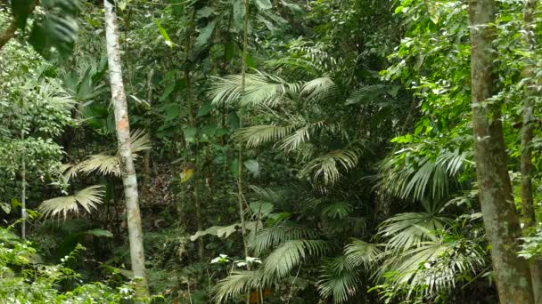 Yoğun Bir Ormanda Arka Planda Bol Bitki Örtüsü Olan Güçlü — Stok video