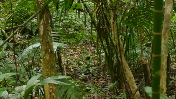 Macaco Solitário Está Vagando Pela Densa Selva Verde — Vídeo de Stock