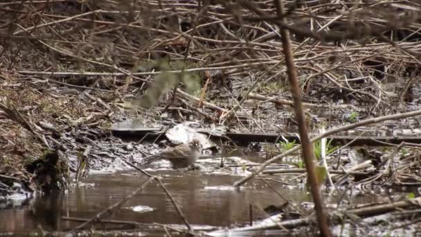 Schattige Vogel Wassen Kleine Beekje Loopt Door Struikgewas — Stockvideo