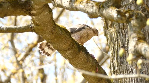 Halcón Grande Sentado Rama Comiendo Presa Que Acaba Matar Tiro — Vídeos de Stock