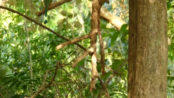 Motmot Momotidae Pássaro Ramo Árvore Fundo Denso Selva — Vídeo de Stock