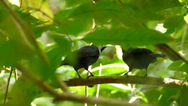 庭の木の枝に群生する黒い鳥のカップル — ストック動画