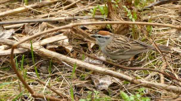 Chipping Sparrow Szuka Jedzenia Podłodze Lasu Zbliżeniu Statyczny Widok — Wideo stockowe